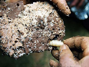横沥预防白蚁公司什么方法才能够找到白蚁的巢穴