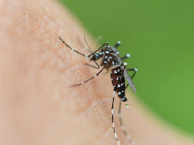 虎门四害消杀中心常用的灭蚊子的办法有哪些