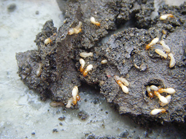 长安白蚁备案公司——白蚁巢又是如何构成的