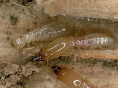 万江新建白蚁预防中心防治白蚁和管理白蚁的方法