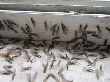 厚街白蚁防治公司——发现飞蚁应该如何对付?