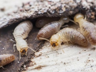 寮步验收白蚁所消灭白蚁简单有效的方法