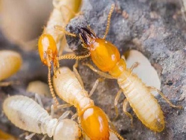 大岭山白蚁预防公司防治白蚁危害之后应该怎么预防