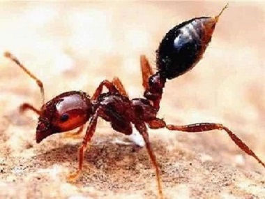 大朗白蚁备案中心什么是红火蚁？红火蚁的危害