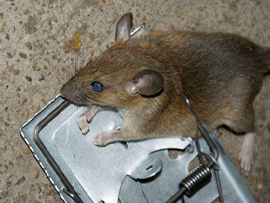 厚街除四害中心灭鼠防鼠，综合防治老鼠的方法