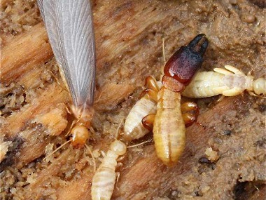 虎门专业治白蚁——居家生活如何精准灭杀白蚁