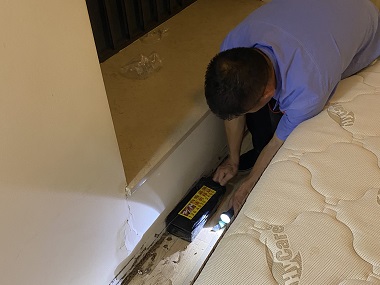 道滘白蚁防治中心：高层住宅也会有白蚁吗？