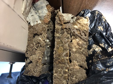 厚街验收白蚁公司科普白蚁食物来源的多样性