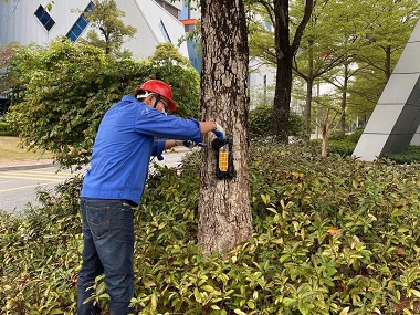 寮步白蚁预防站如何防治城市园林树木中的白蚁