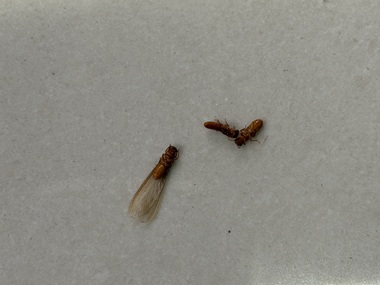 凤岗白蚁备案所飞白蚁到底是什么？长什么样？